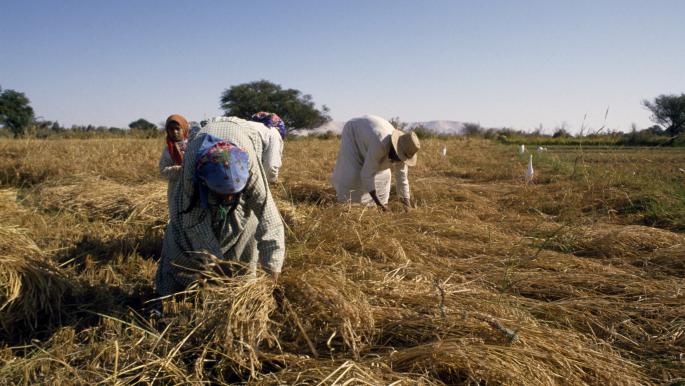  زيادة سعر كيلو الأرز 4 جنيهات رسميًا