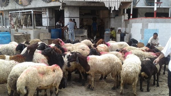  شعبة القصابين: أسعار الأضاحي تتضاعف قبل موسم العيد