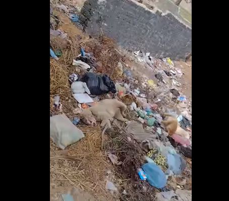  شكوى من تناثر القمامة بمدخل قرية في أبوكبير