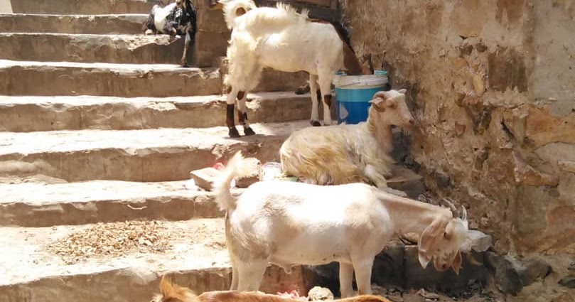  أهالي حي مبارك بالزقازيق يشكون انتشار الحظائر وسط المنطقة السكانية