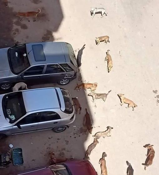 أهالي قرية قطيفة في منيا القمح يستغيثون من الكلاب الضالة