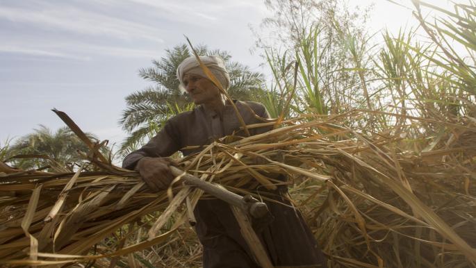  المونيتور: مصر تعاني من أزمة سكر رغم امتلاكها أكبر مصنع في العالم