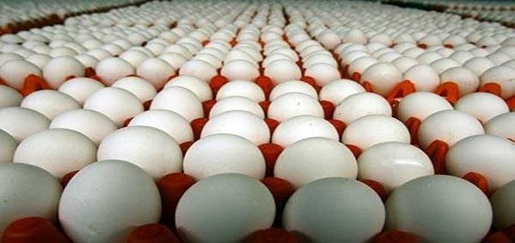  خراب الانقلاب.. زيادة جديدة في سعر كرتونة البيض