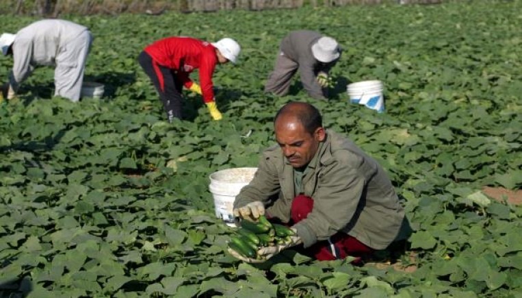  40%من مزروعات غزة تواجه الخطر نتيجة الحصار