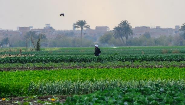  مصر للبيع.. “السيسي” يأمر الجيش بالاستيلاء على 8 آلاف فدان