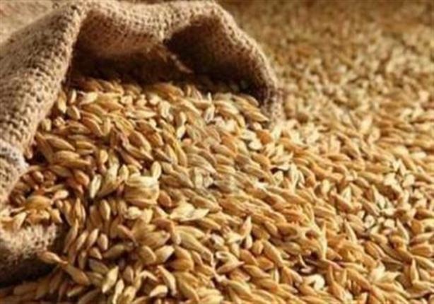  كارثة.. حكومة الانقلاب تستورد قمحًا بـ220 دولارًا للطن