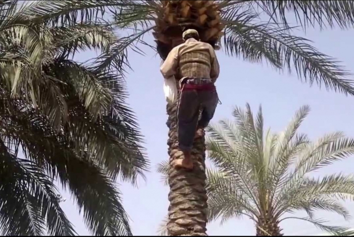  إصابة شاب في مشاجرة لتسلقه نخلة بمشتول السوق