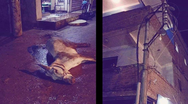نجاة طفل من الموت بعد صعق كهربائي لحمار في مشتوق السوق