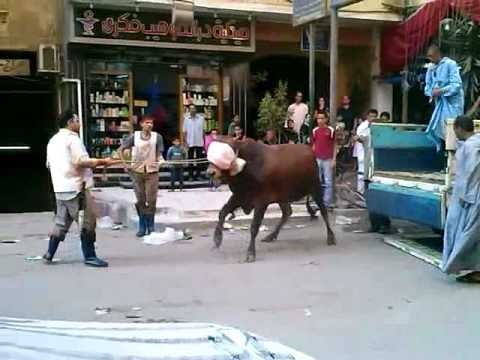  “عجل” يقتل طفلا في أبوكبير