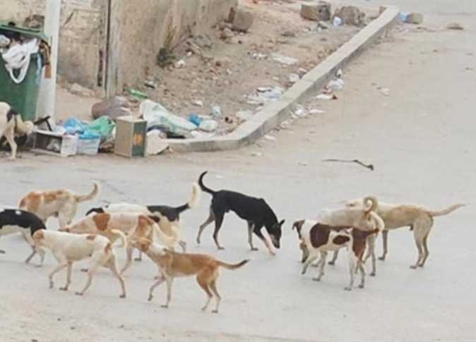  شكاوى واستغاثات لأهالي أبوكبير من تجاهل ظاهرة انتشار الكلاب الضالة
