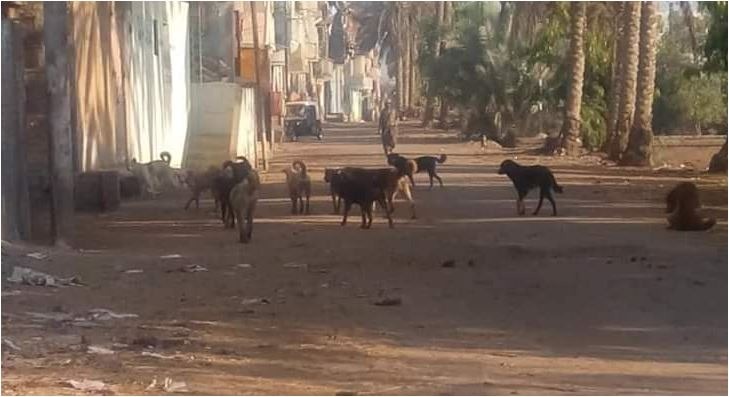  أولاد صقر.. الكلاب الضالة تثير فزع الأهالي في “قصاصين الأزهار”!