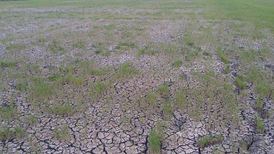  مطالبات بتوفيرها..الأسمدة والتقاوى تسبب أزمة زراعية لأهالي أبوكبير