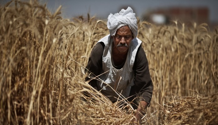  برلمان الانقلاب يلزم الفلاح بتحمل 10% من مشروعات الصرف الزراعي