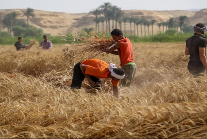  أزمة كل عام.. غضب بين مزارعي القمح بسبب أسعار التوريد