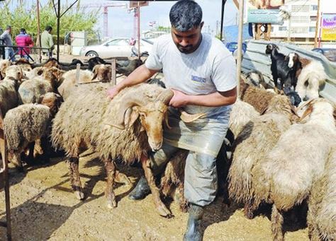  بنسبة 10%.. تراجع الإقبال على شراء الأضاحي