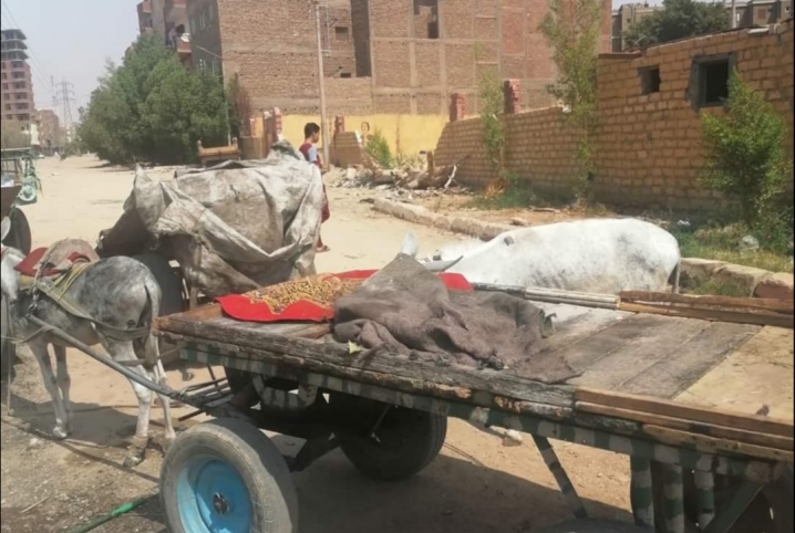  غضب بين سكان شارع النقراشي في الزقازيق بسبب التلوث
