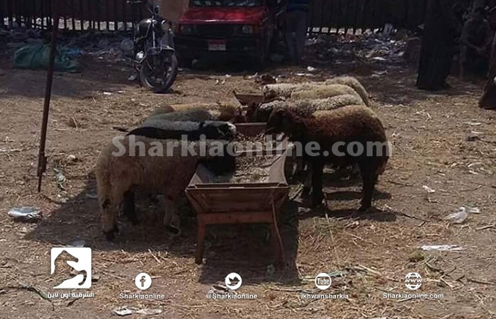  ارتفاع جنوني في أسعار الأضاحي بالقرين