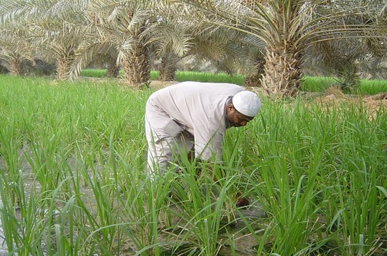  أزمة لمزارعي الشرقية بسبب إلغاء تصدير الأرز وتحديد سعره