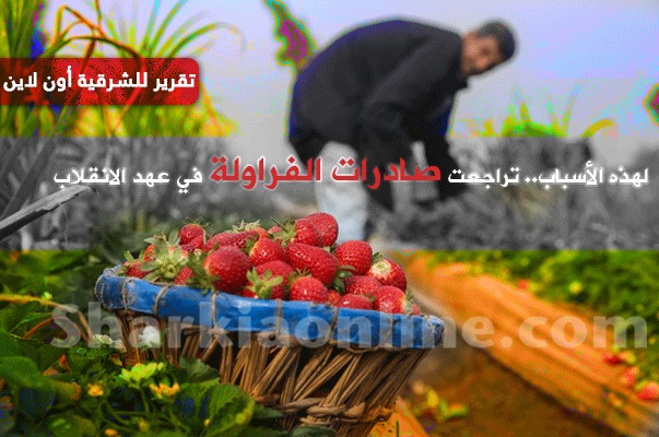  لهذه الأسباب.. تراجعت صادرات الفراولة في عهد الانقلاب