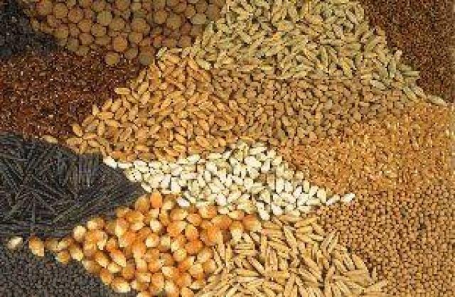  ارتفاع أسعار الأعلاف.. والذرة تقفز 300 جنيه في الطن