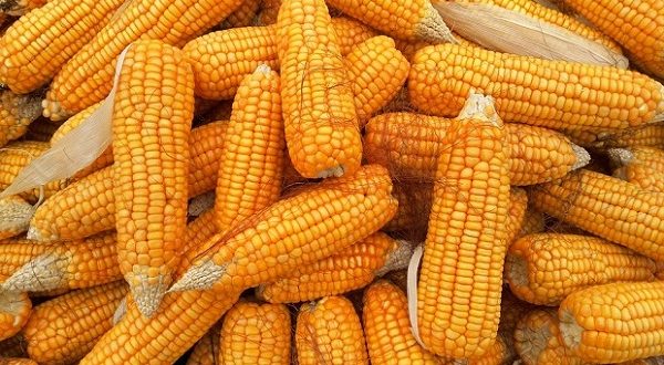  طن الذرة يقفز 700 جنيه