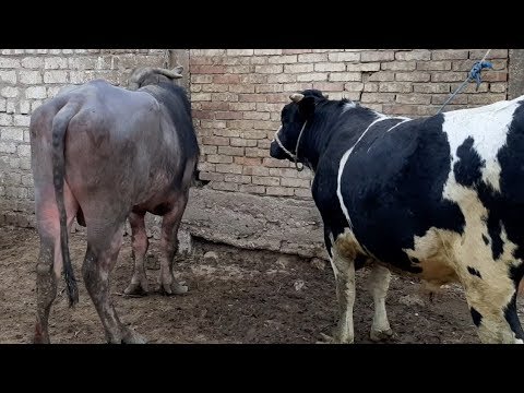  ارتفاعات قياسية في أسعار المواشي