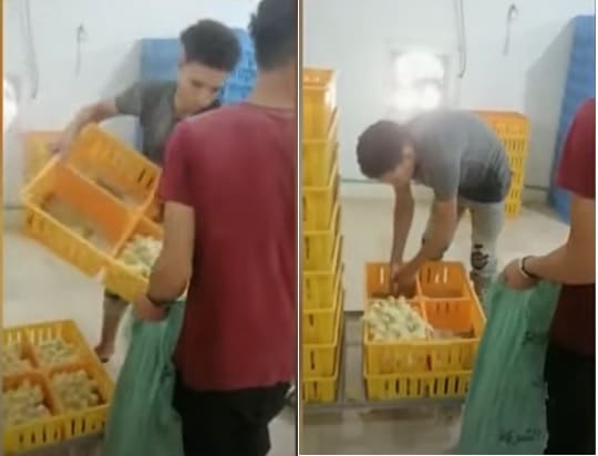  شعبة الدواجن: لا توجد انفراجة حتى الآن في أزمة الأعلاف
